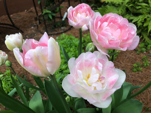Angelique Tulips