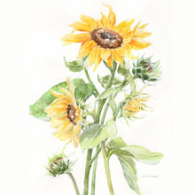 201P Sunflower Group
