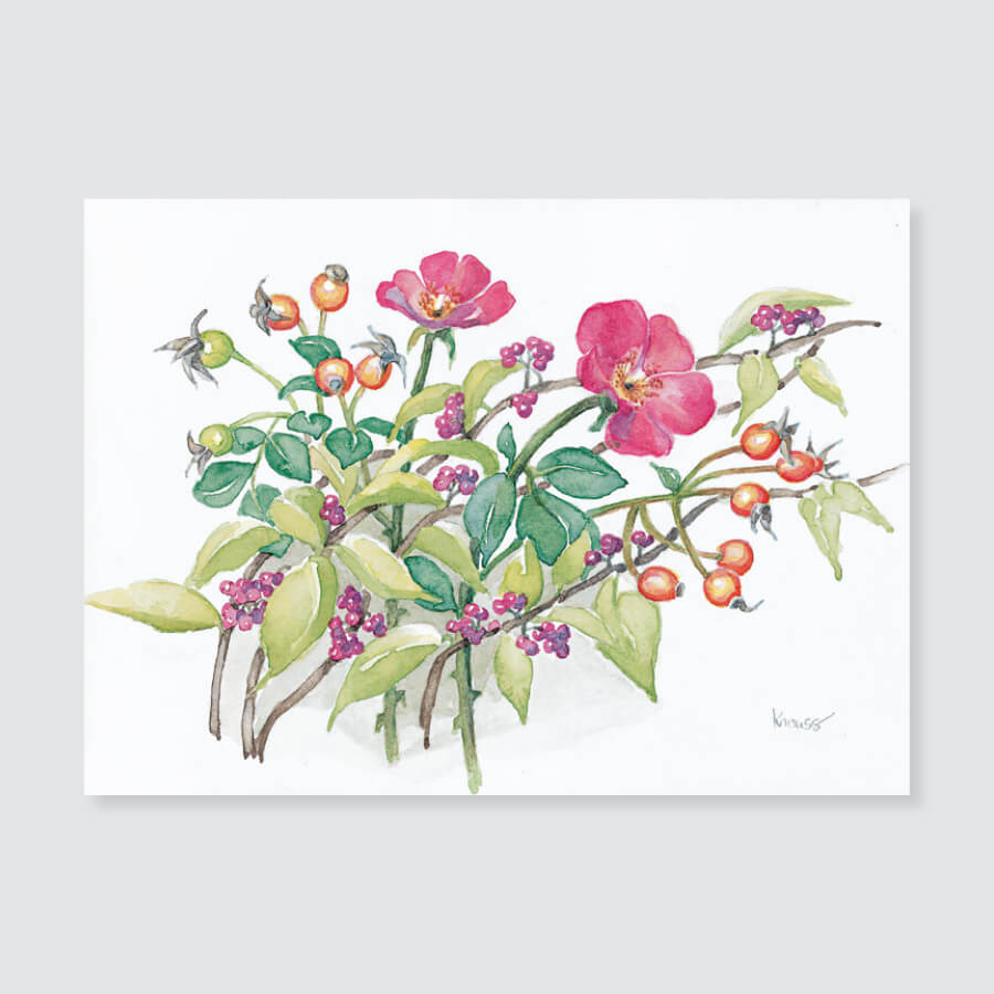 146 shrub rose with hips note card / mini-note card