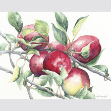 203P Vermont Apples