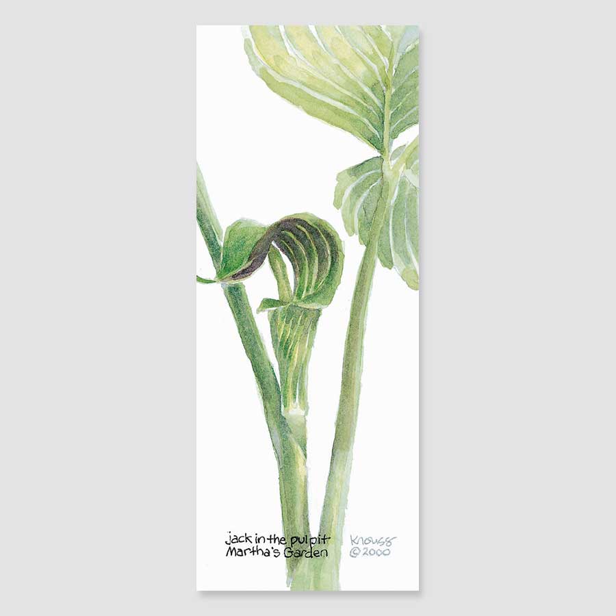150B Jack-in-the-pulpit bookmark